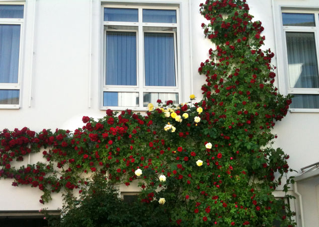 Zufallsbilder - Gartengestaltung Wieneke